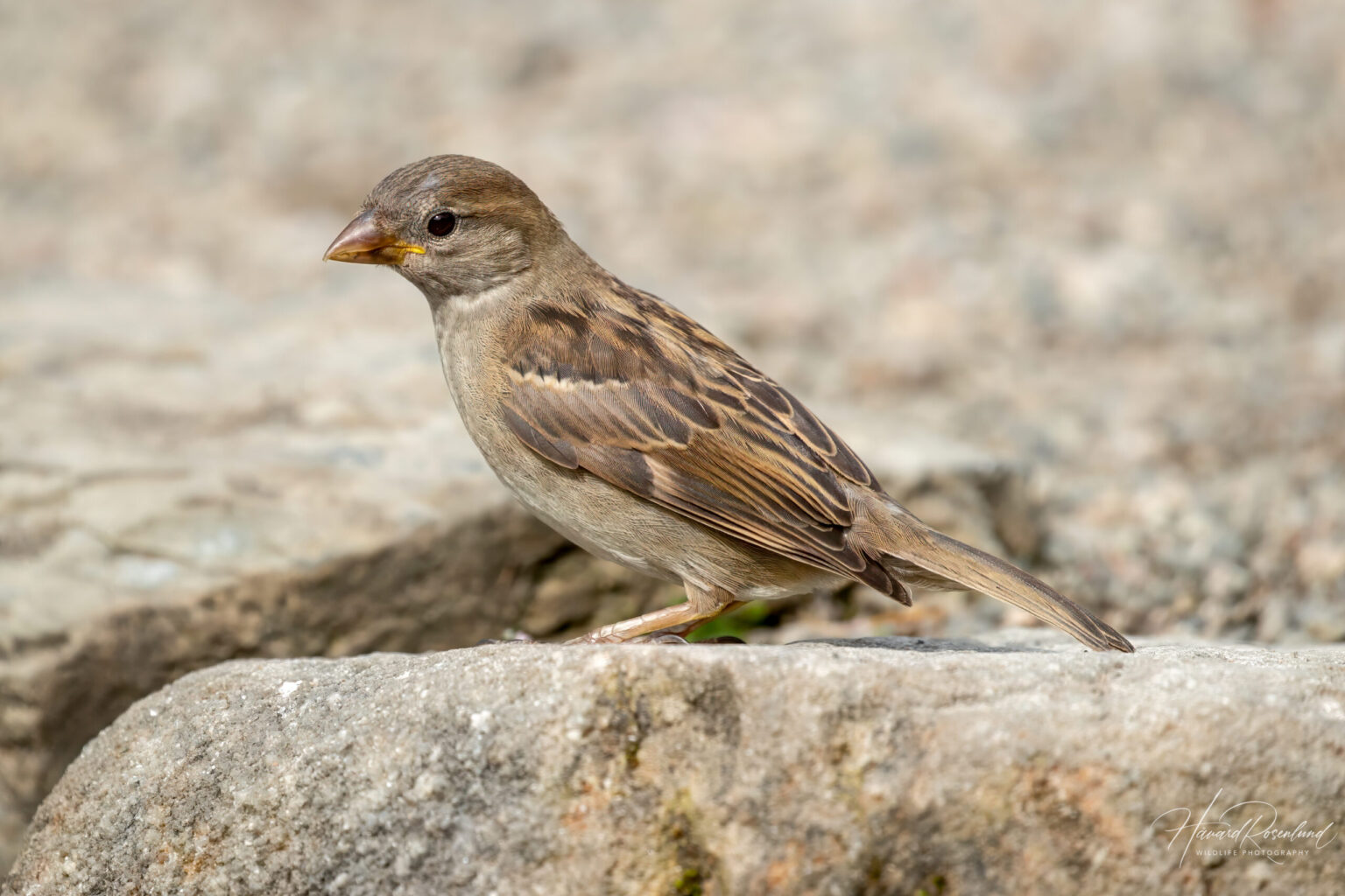 House Sparrow (Passer domesticus) - Juvenile @ Botanical Garden Oslo, Norway. Photo: Håvard Rosenlund