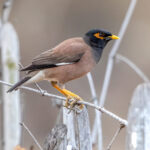 Common Myna (Acridotheres tristis) @ Bandhavgarh National Park, India. Photo: Håvard Rosenlund