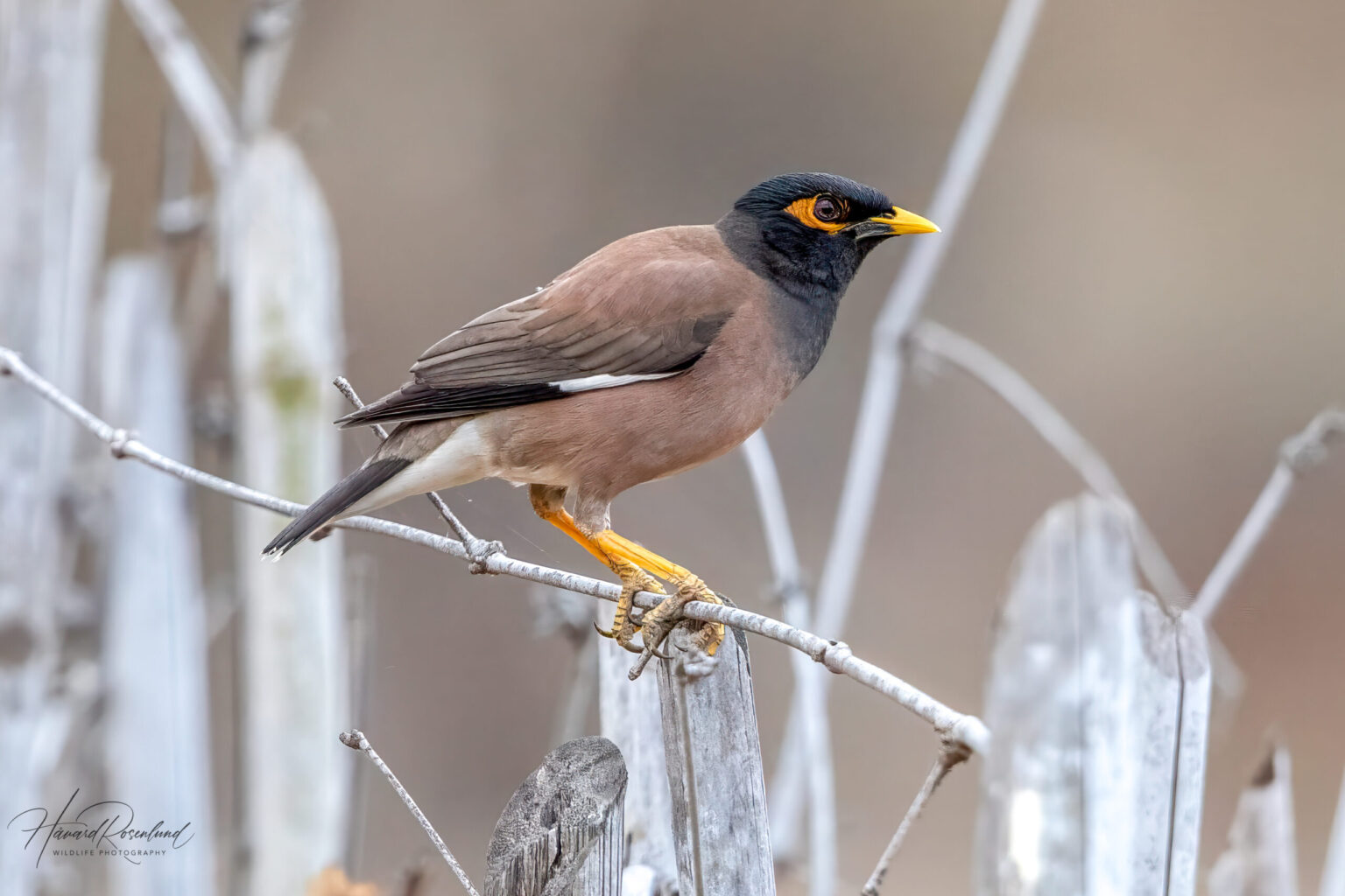 Common Myna (Acridotheres tristis) @ Bandhavgarh National Park, India. Photo: Håvard Rosenlund