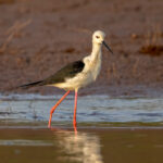 Black-winged Stilt (Himantopus himantopus) @ Satpura National Park, India. Photo: Håvard Rosenlund