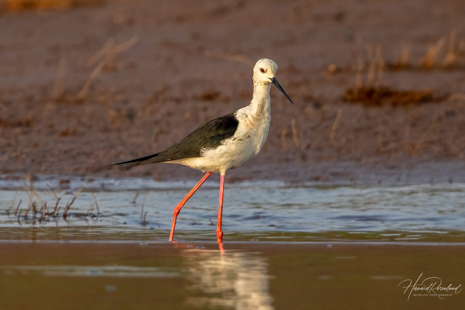 Black-winged Stilt (Himantopus himantopus) @ Satpura National Park, India. Photo: Håvard Rosenlund