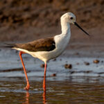 Black-winged Stilt (Himantopus himantopus) @ Satpura National Park, India. Photo: Håvard Rosenlund