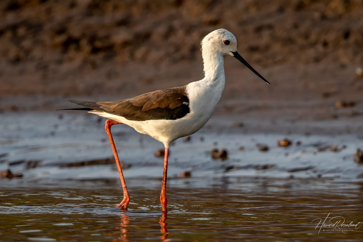 Stylteløper (Himantopus himantopus) @ Satpura National Park, India. Foto: Håvard Rosenlund