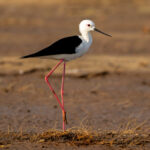 Black-winged Stilt (Himantopus himantopus) @ Satpura National Park, India. Photo: Håvard Rosenlund
