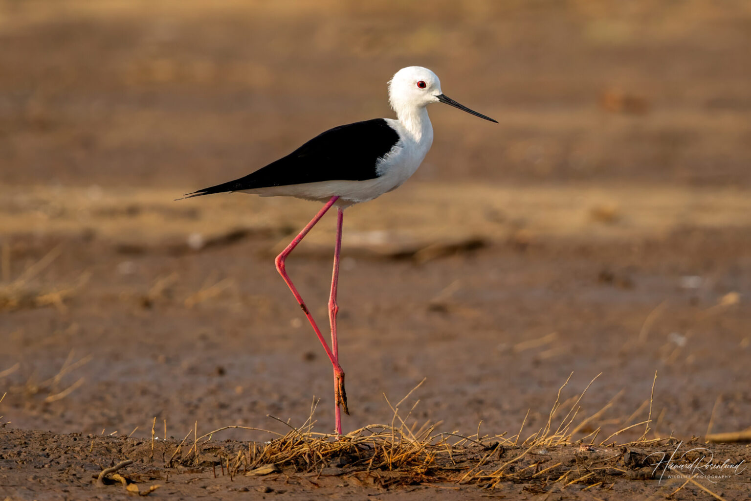 Black-winged Stilt (Himantopus himantopus) @ Satpura National Park, India. Photo: Håvard Rosenlund