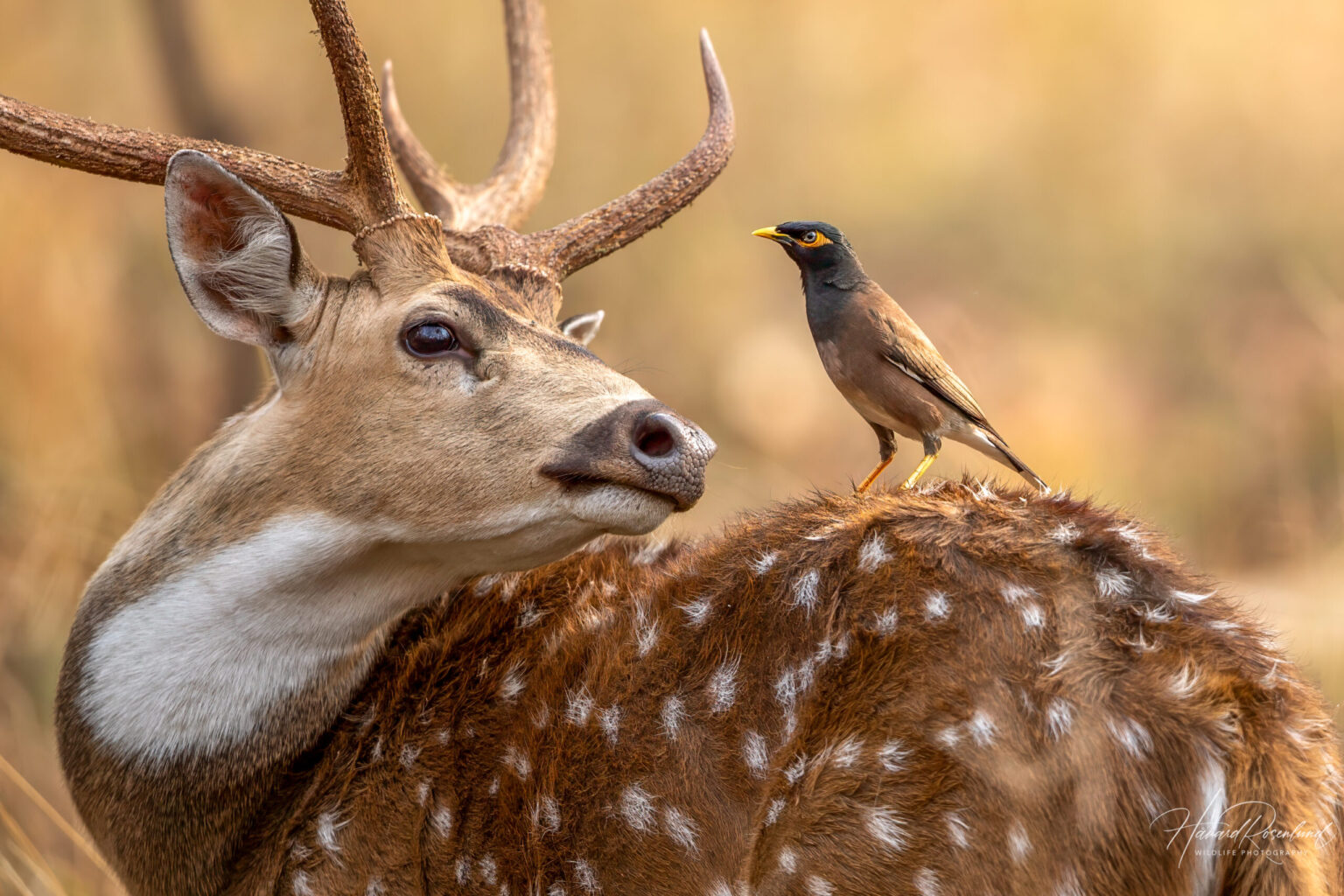 Hyrdestær (Acridotheres tristis) @ Pench National Park, India. Foto: Håvard Rosenlund