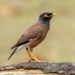 Common Myna (Acridotheres tristis) @ Kanha National Park, India. Photo: Håvard Rosenlund