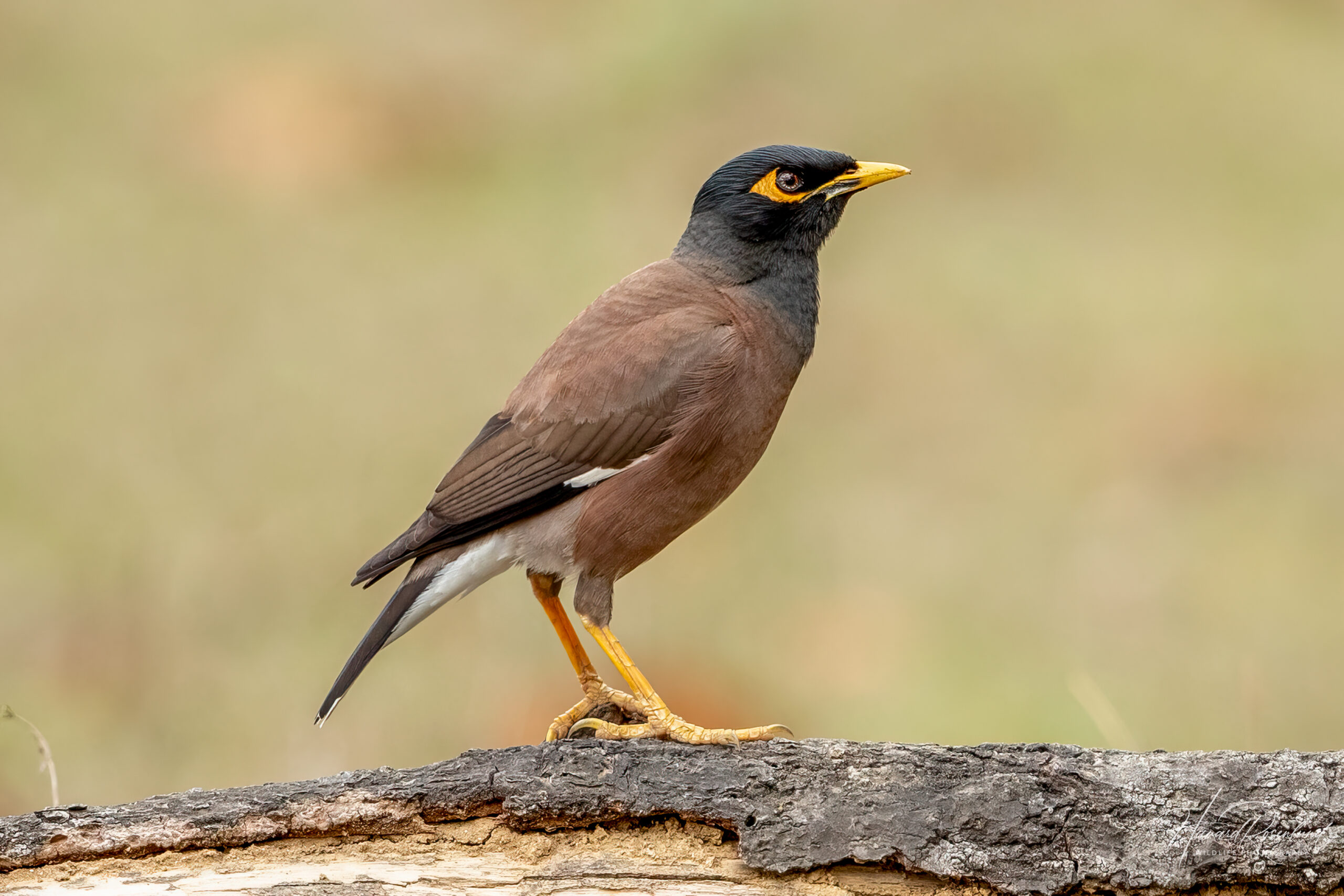 Hyrdestær (Acridotheres tristis) @ Kanha National Park, India. Foto: Håvard Rosenlund