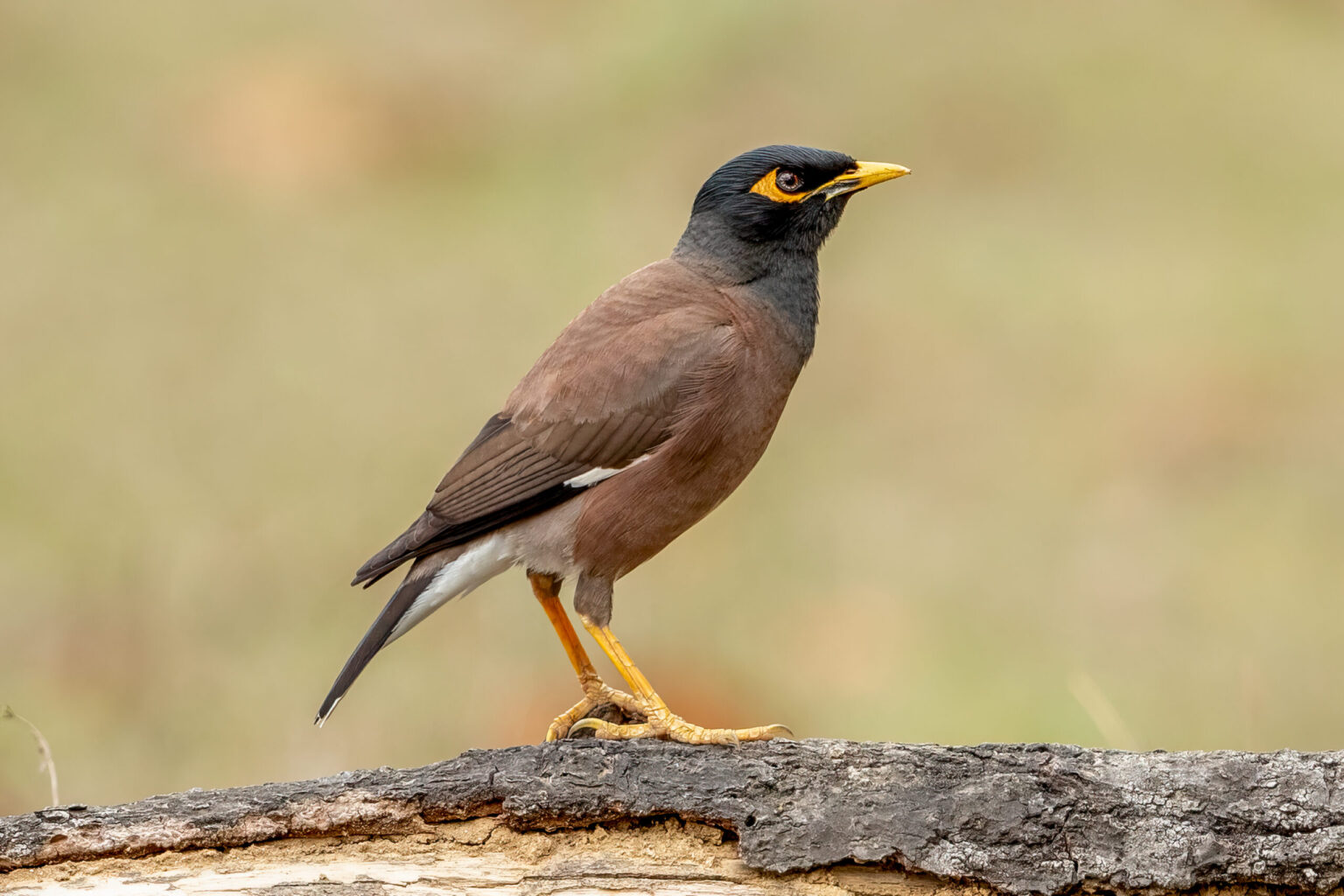 Hyrdestær (Acridotheres tristis) @ Kanha National Park, India. Foto: Håvard Rosenlund