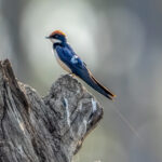 Wire-tailed Swallow (Hirundo smithii) @ Satpura National Park, India. Photo: Håvard Rosenlund