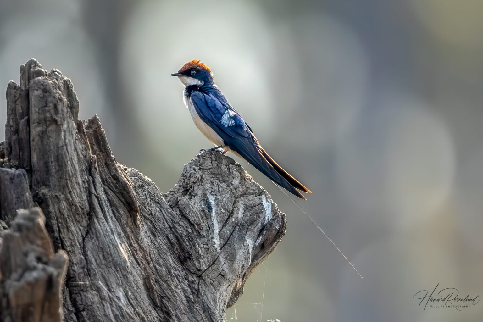 Wire-tailed Swallow (Hirundo smithii) @ Satpura National Park, India. Photo: Håvard Rosenlund