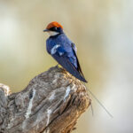 Wire-tailed Swallow (Hirundo smithii) @ Satpura National Park, India. Photo: Håvard Rosenlund