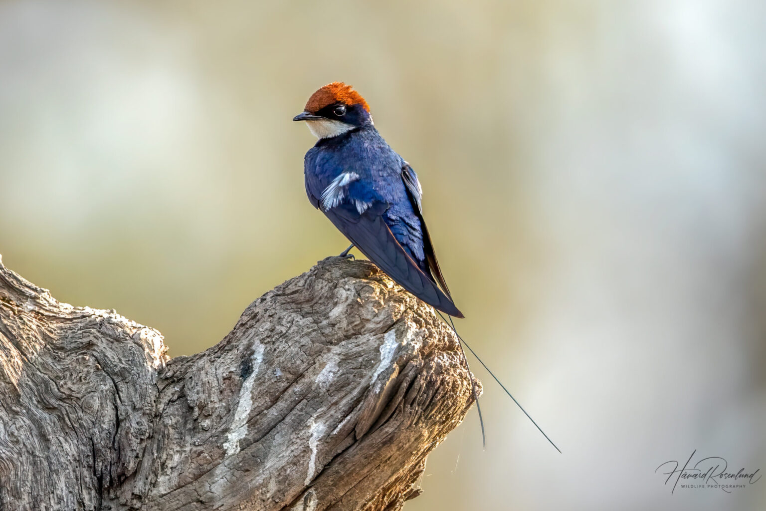 Wire-tailed Swallow (Hirundo smithii) @ Satpura National Park, India. Photo: Håvard Rosenlund