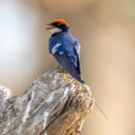 Wire-tailed Swallow (Hirundo smithii) @ Satpura National Park, India. Photo: Håvard Rosenlund