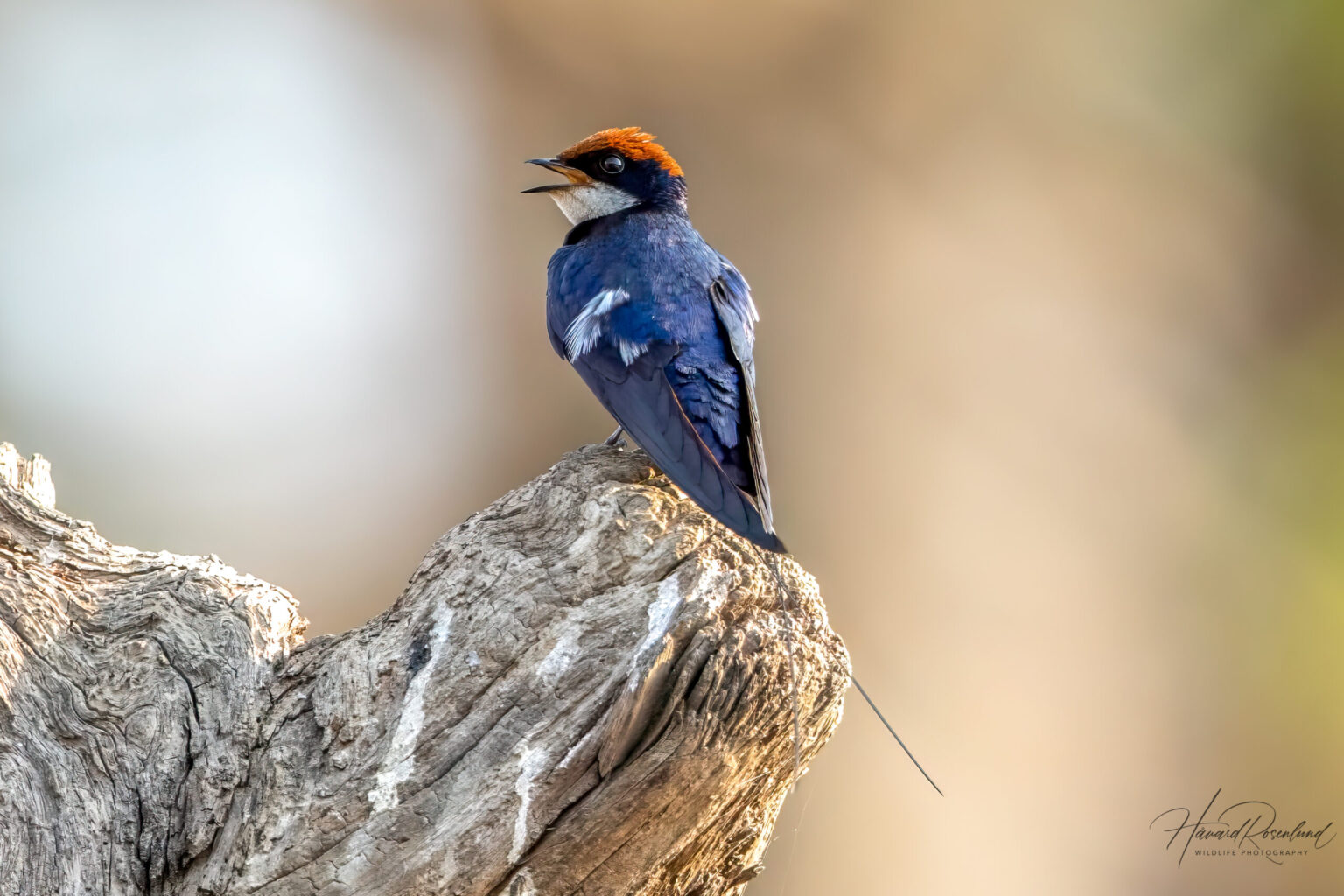 Wire-tailed Swallow (Hirundo smithii) @ Satpura National Park, India. Photo: Håvard Rosenlund