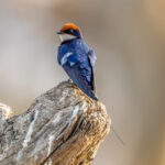 Wire-tailed Swallow (Hirundo smithii) @ Satpura National Park, India. Photo: Håvard Rosenlund