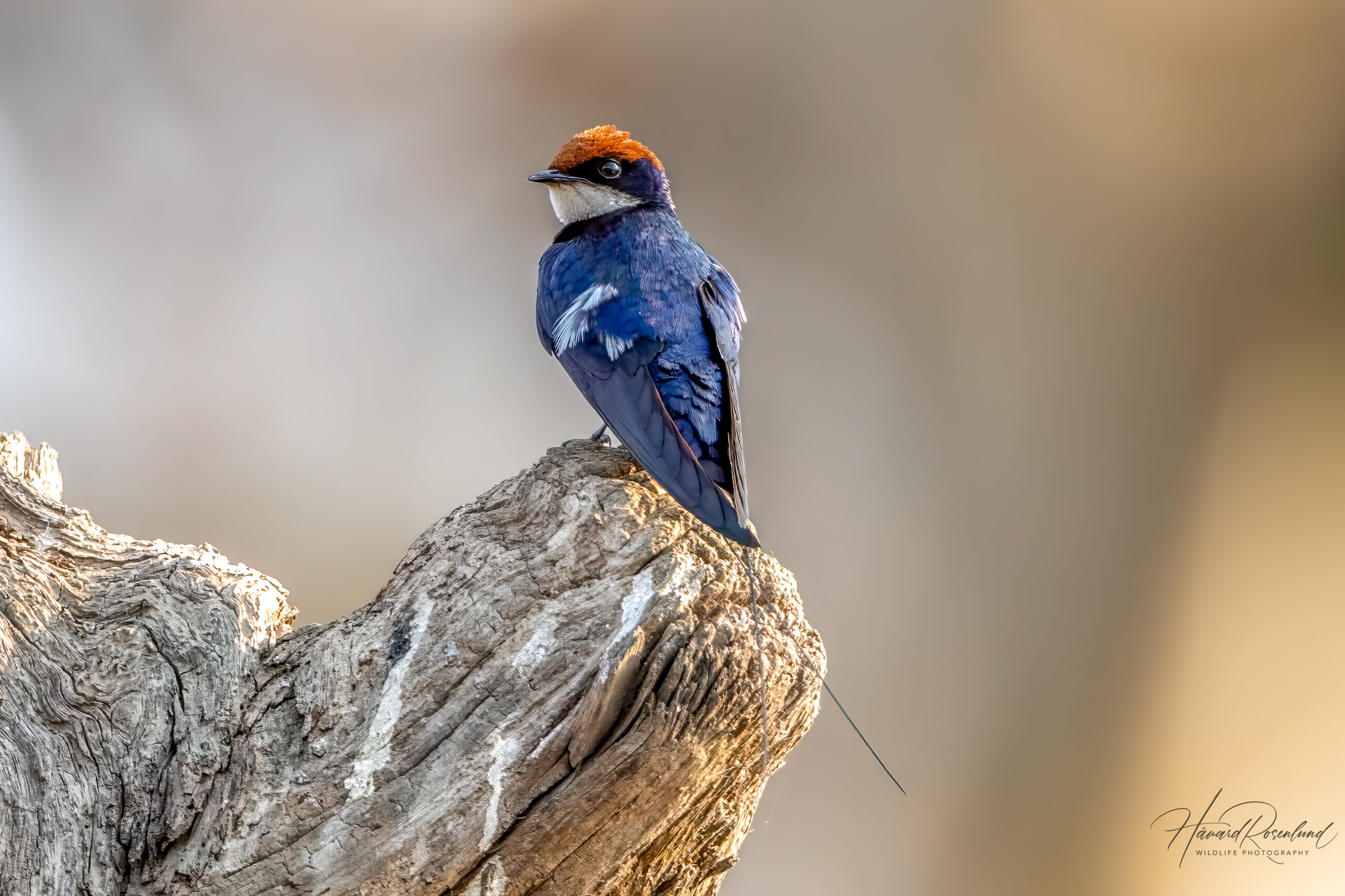 Trådhalesvale (Hirundo smithii) @ Satpura National Park, India. Foto: Håvard Rosenlund