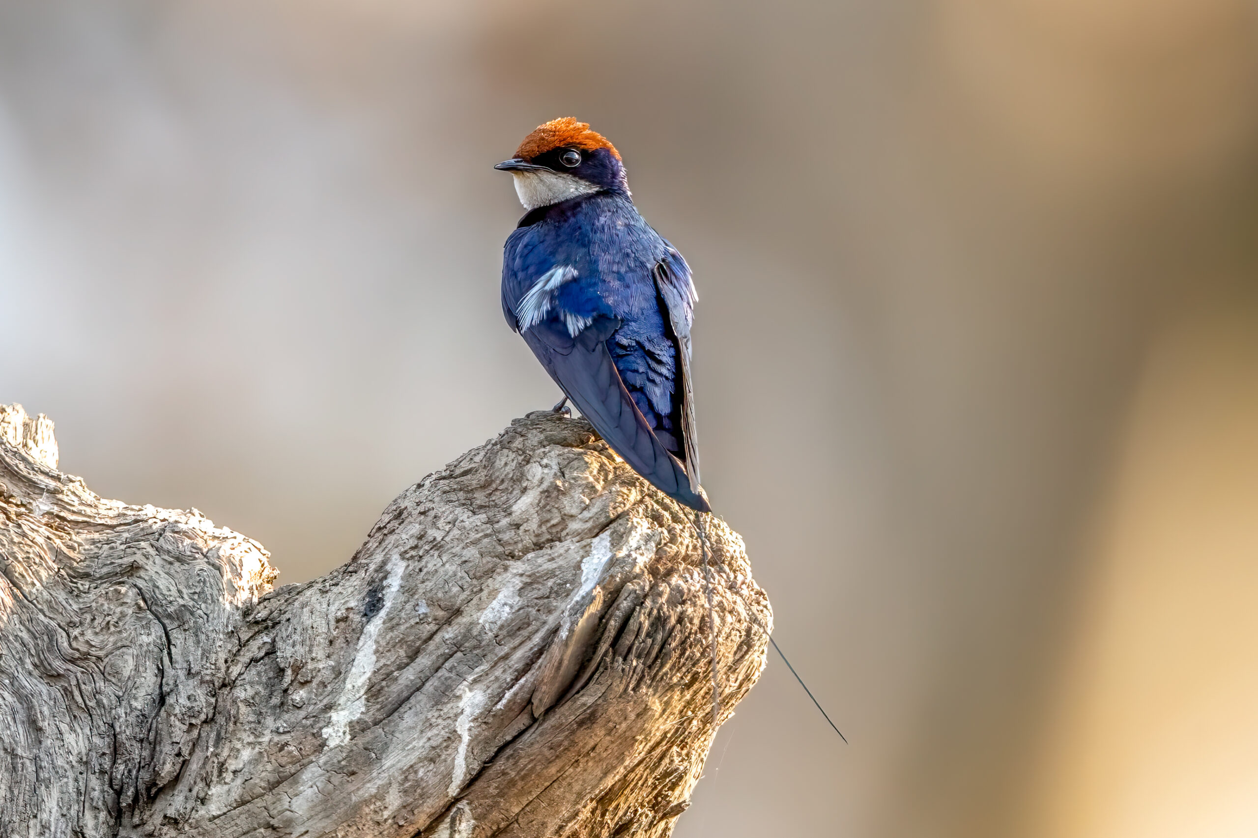 Wire-tailed Swallow (Hirundo smithii) @ Satpura National Park, India. Photo: Håvard Rosenlund