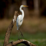Great Egret (Ardea alba) @ Satpura National Park, India. Photo: Håvard Rosenlund