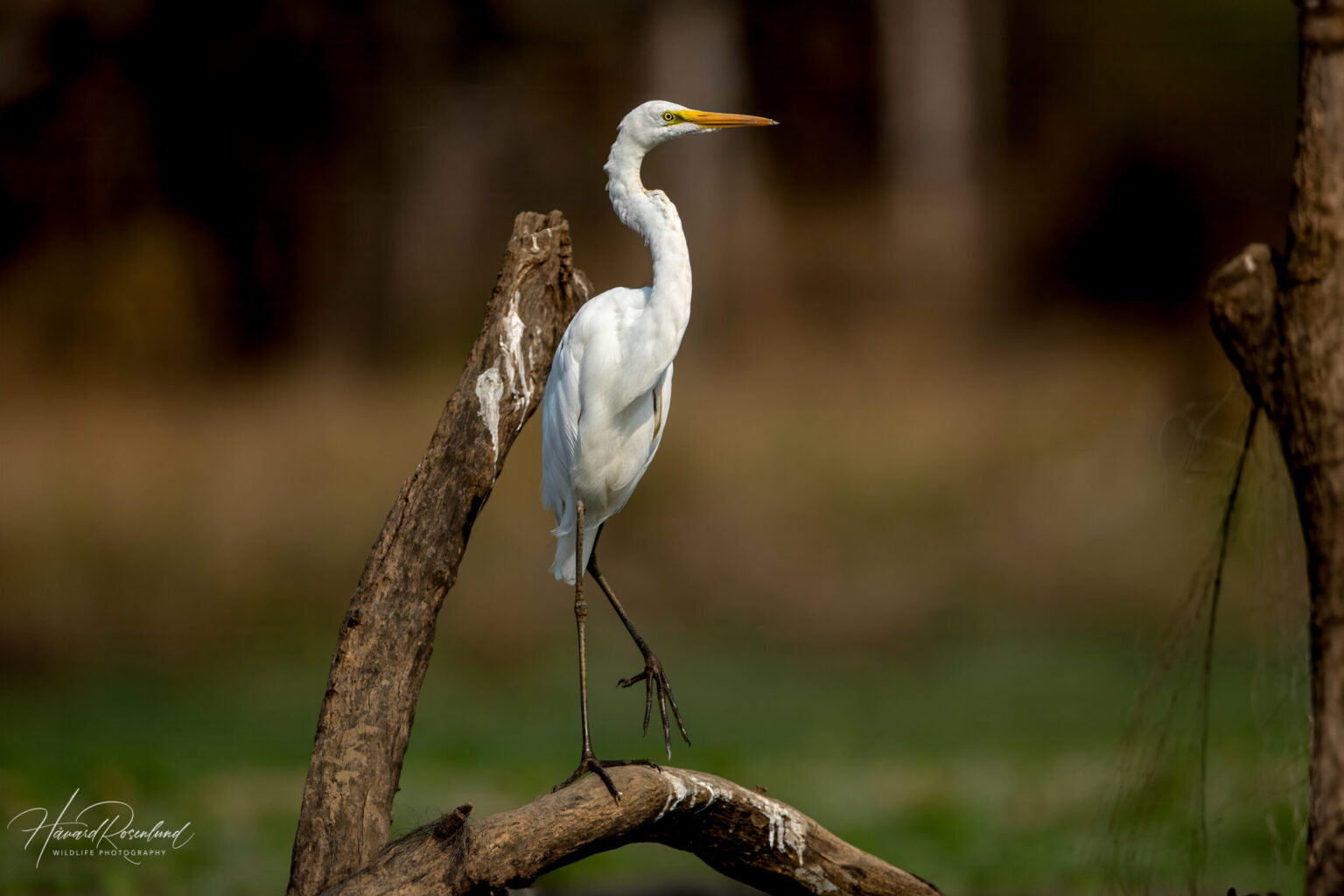 Egretthegre (Ardea alba) @ Satpura National Park, India. Foto: Håvard Rosenlund