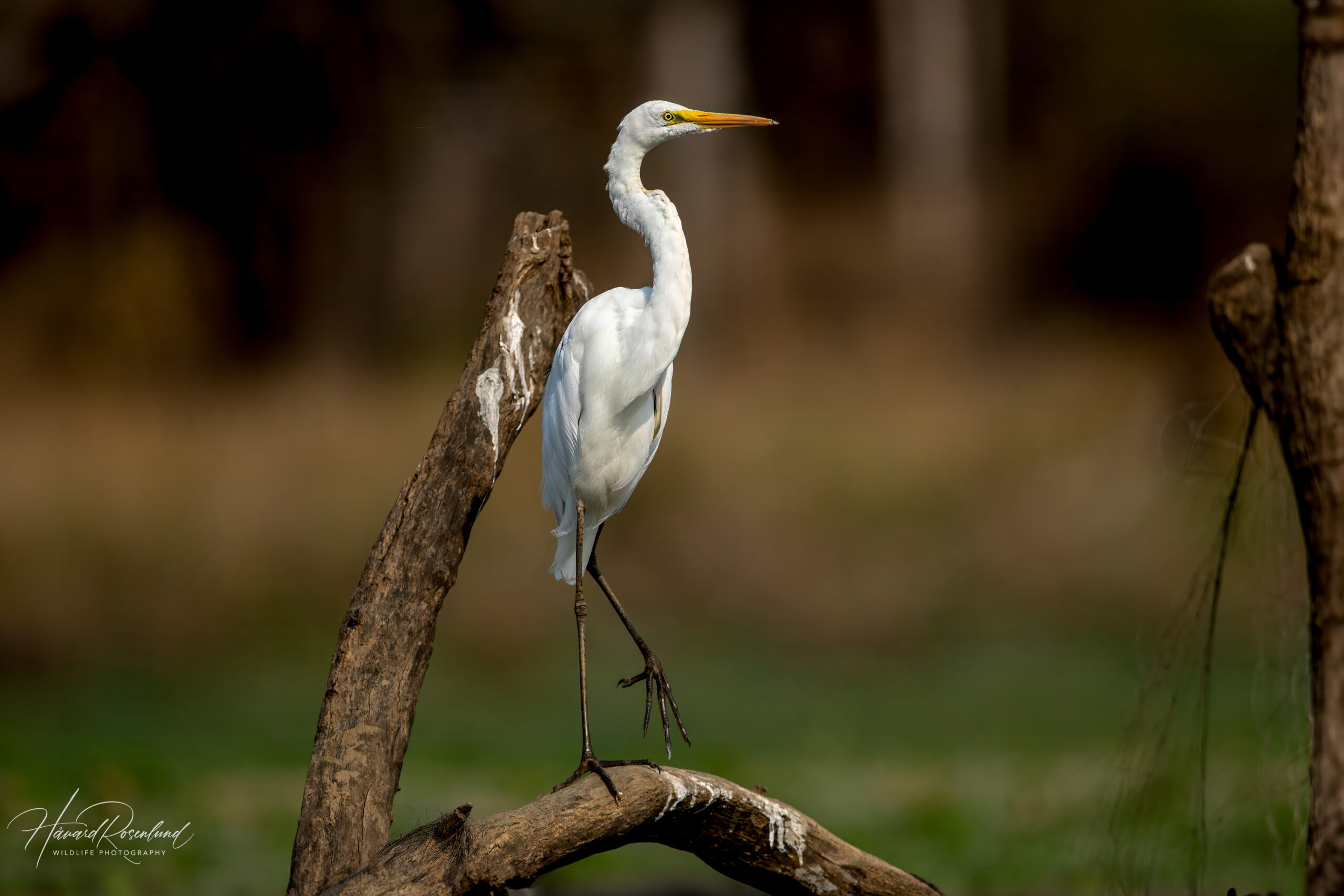 Egretthegre (Ardea alba) @ Satpura National Park, India. Foto: Håvard Rosenlund