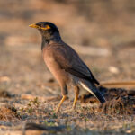 Common Myna (Acridotheres tristis) @ Bandhavgarh National Park, India. Photo: Håvard Rosenlund