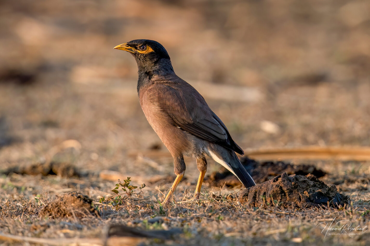 Common Myna (Acridotheres tristis) @ Bandhavgarh National Park, India. Photo: Håvard Rosenlund