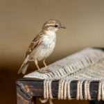 House Sparrow (Passer domesticus) - Female @ Satpura National Park, India. Photo: Håvard Rosenlund