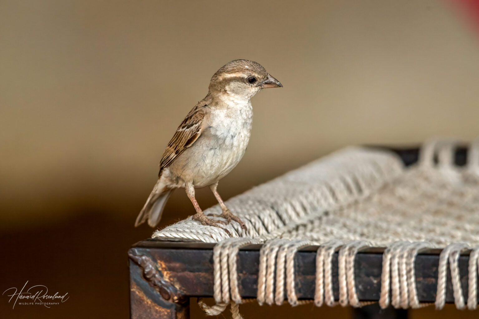 House Sparrow (Passer domesticus) - Female @ Satpura National Park, India. Photo: Håvard Rosenlund
