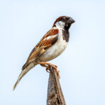 House Sparrow (Passer domesticus) - Male @ Satpura National Park, India. Photo: Håvard Rosenlund