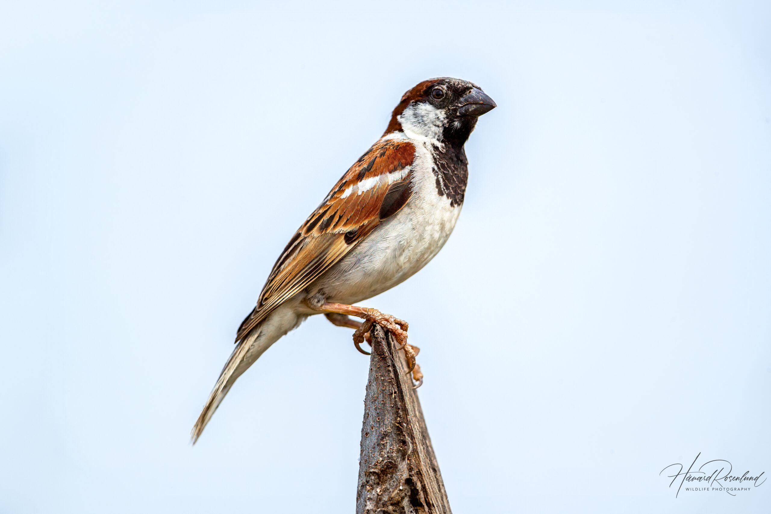 Gråspurv (Passer domesticus) - Hannfugl @ Satpura National Park, India. Foto: Håvard Rosenlund