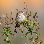House Sparrow (Passer domesticus) - Juvenile @ Fornebu, Norway. Photo: Håvard Rosenlund
