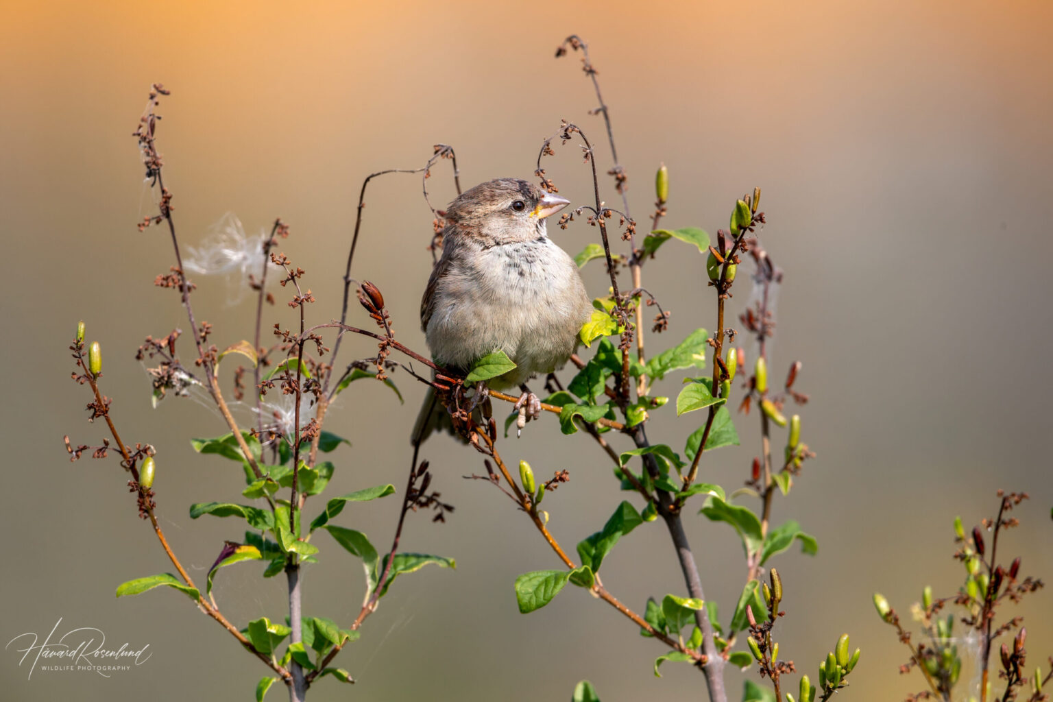 House Sparrow (Passer domesticus) - Juvenile @ Fornebu, Norway. Photo: Håvard Rosenlund