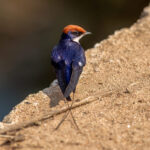 Wire-tailed Swallow (Hirundo smithii) @ Kanha National Park, India. Photo: Håvard Rosenlund