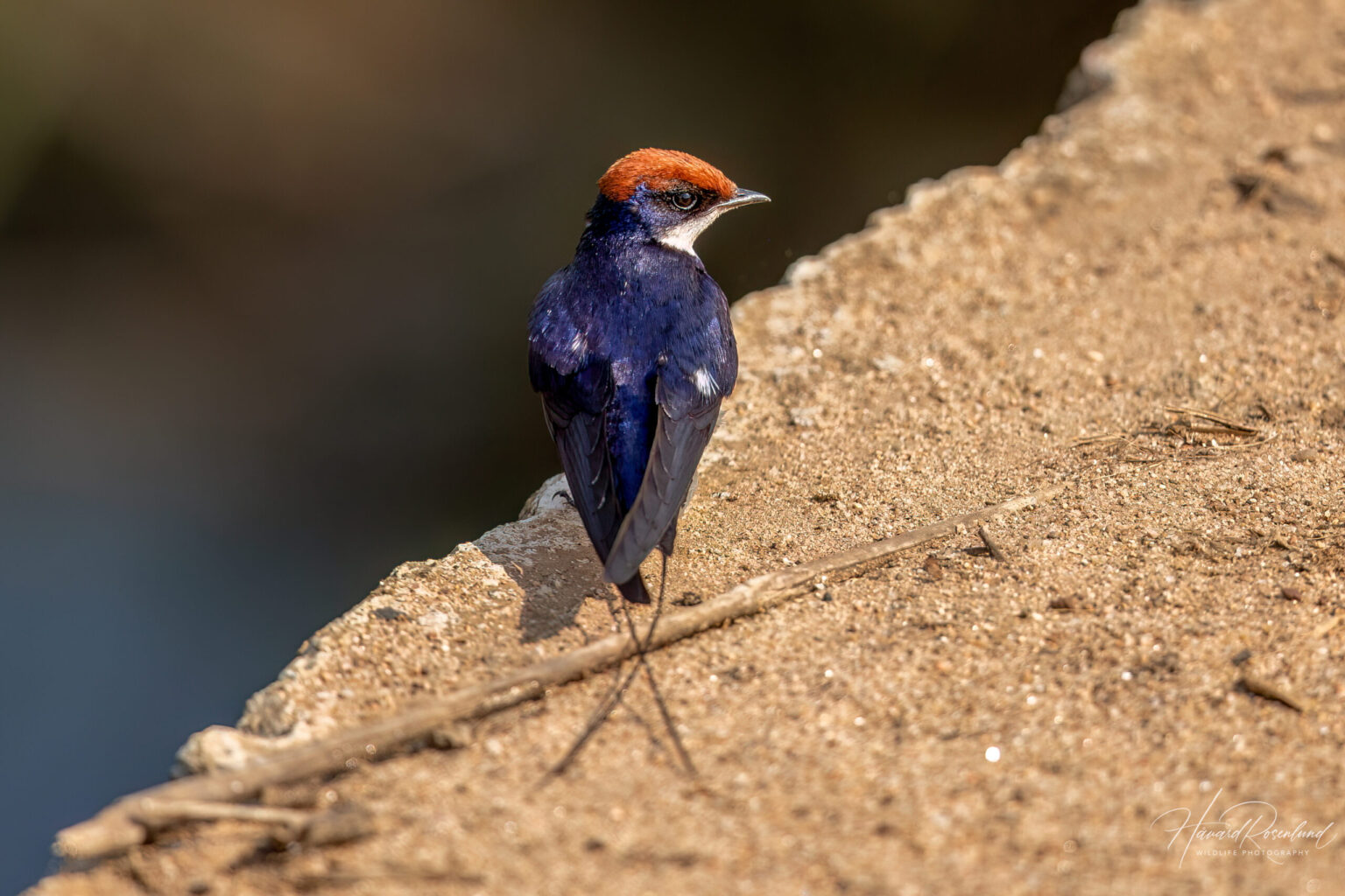 Wire-tailed Swallow (Hirundo smithii) @ Kanha National Park, India. Photo: Håvard Rosenlund