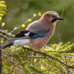 Nøtteskrike (Garrulus glandarius) @ Ås. Foto: Håvard Rosenlund