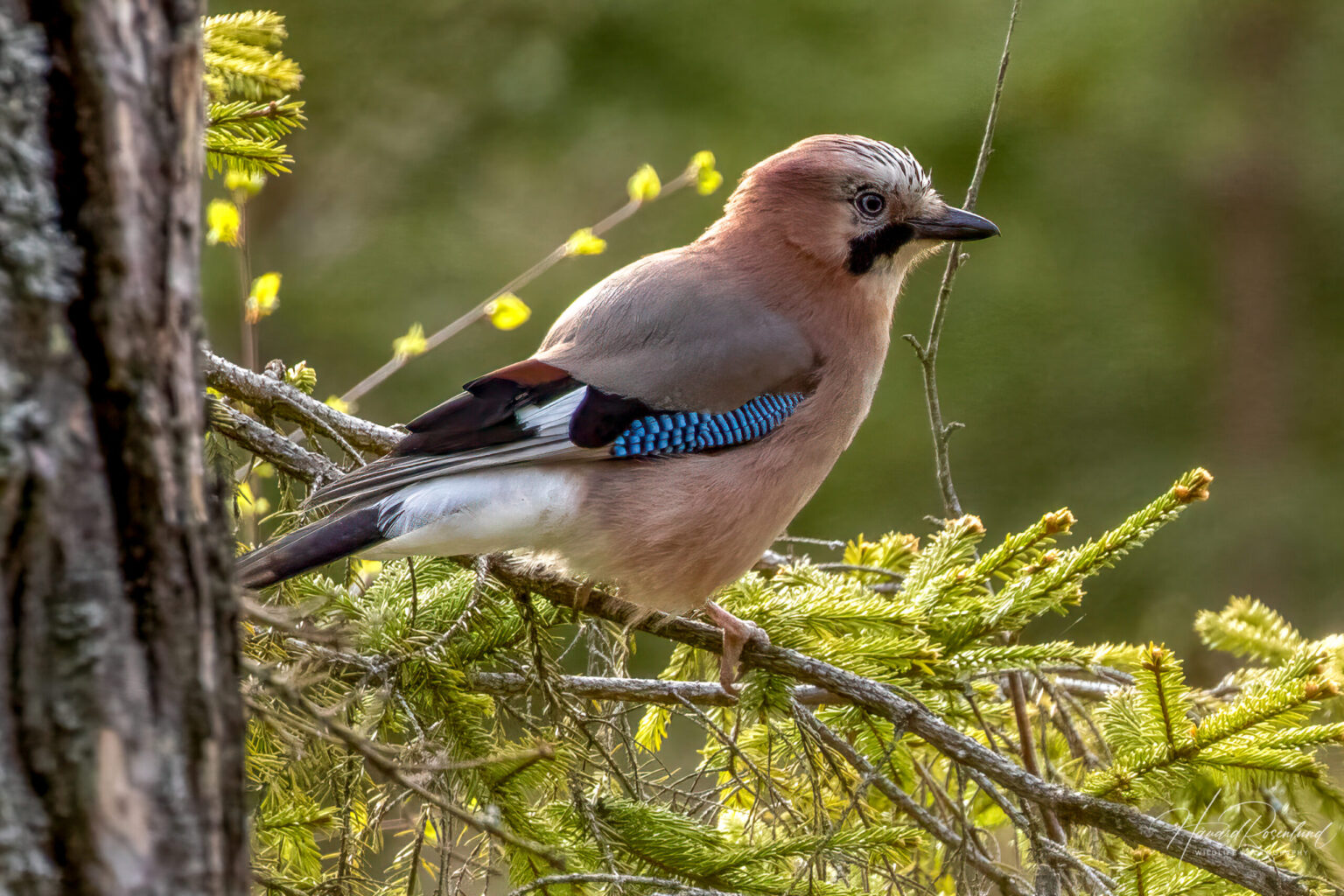 Nøtteskrike (Garrulus glandarius) @ Ås. Foto: Håvard Rosenlund