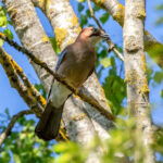 Nøtteskrike (Garrulus glandarius) @ Ås. Foto: Håvard Rosenlund