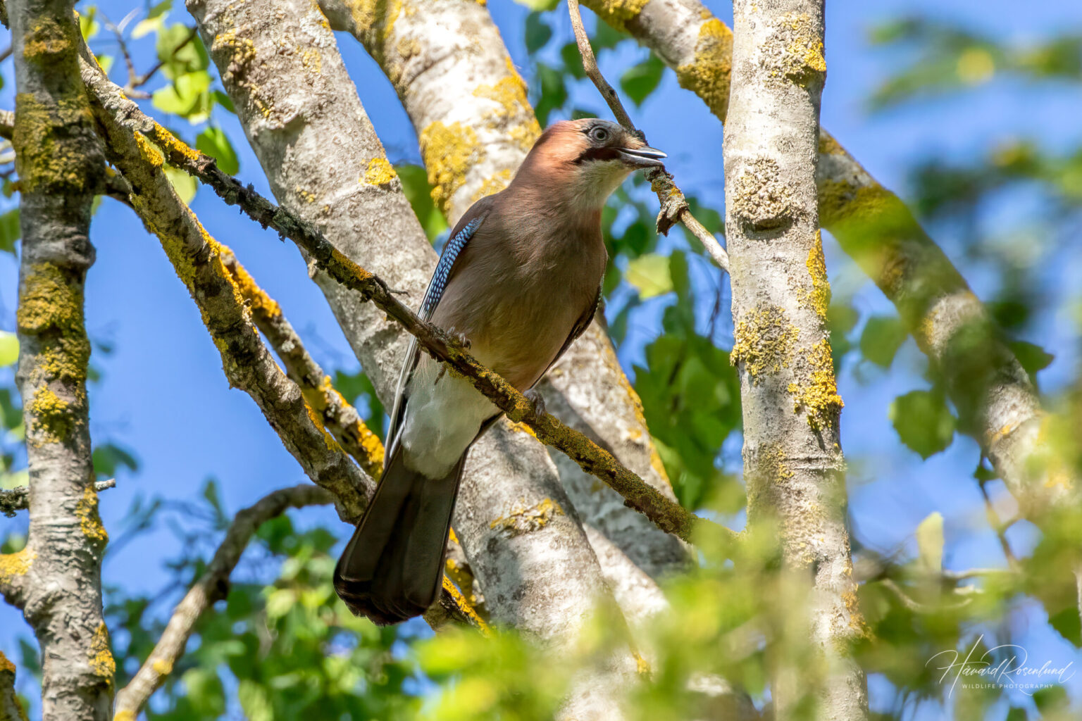 Nøtteskrike (Garrulus glandarius) @ Ås. Foto: Håvard Rosenlund