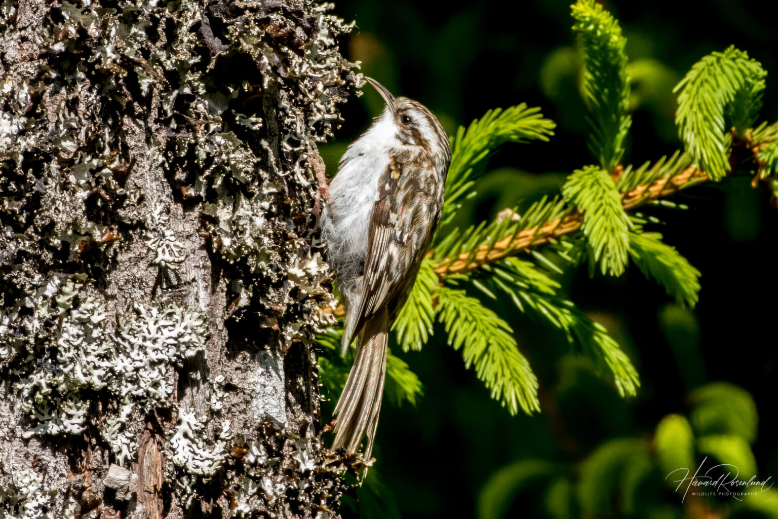 Eurasian Treecreeper (Certhia familiaris) @ Nittedal, Norway. Photo: Håvard Rosenlund