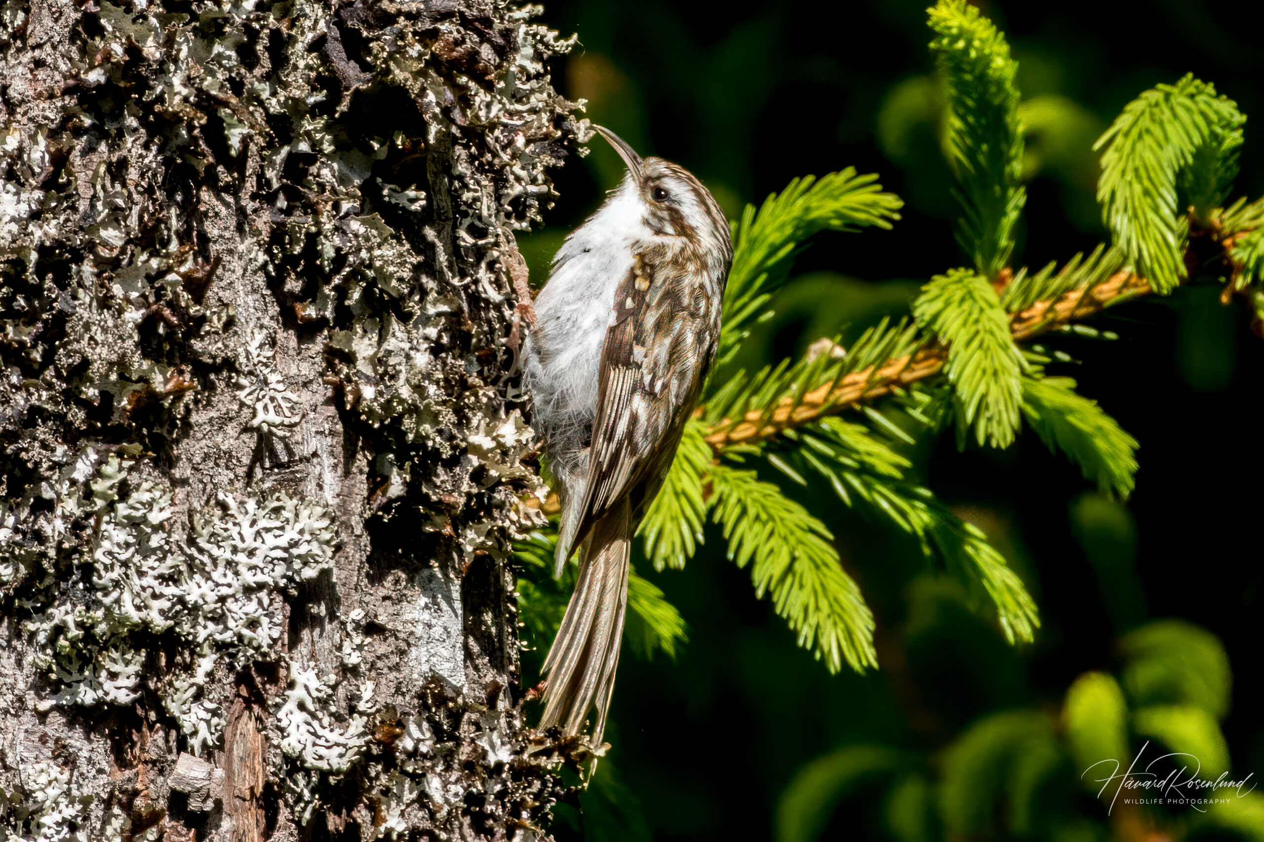 Trekryper (Certhia familiaris) @ Nittedal. Foto: Håvard Rosenlund
