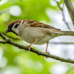 Eurasian Tree Sparrow (Passer montanus) @ Nittedal, Norway. Photo: Håvard Rosenlund