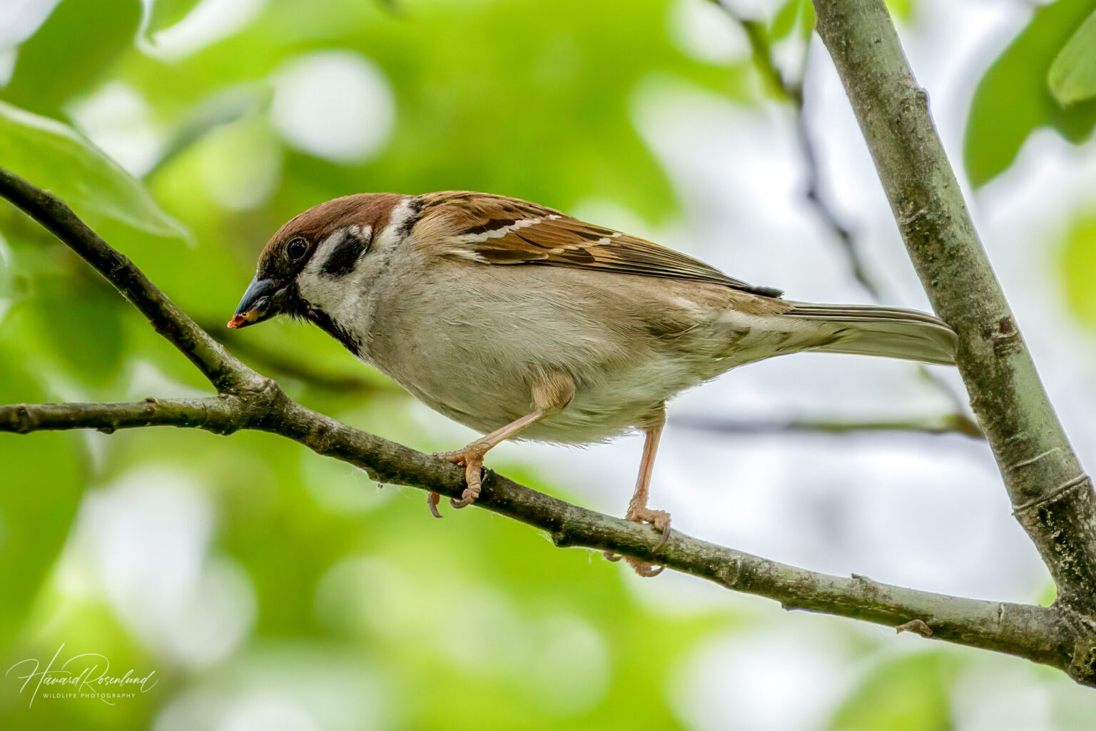 Eurasian Tree Sparrow (Passer montanus) @ Nittedal, Norway. Photo: Håvard Rosenlund