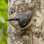 Eurasian Nuthatch (Sitta europaea) @ Nittedal, Norway. Photo: Håvard Rosenlund