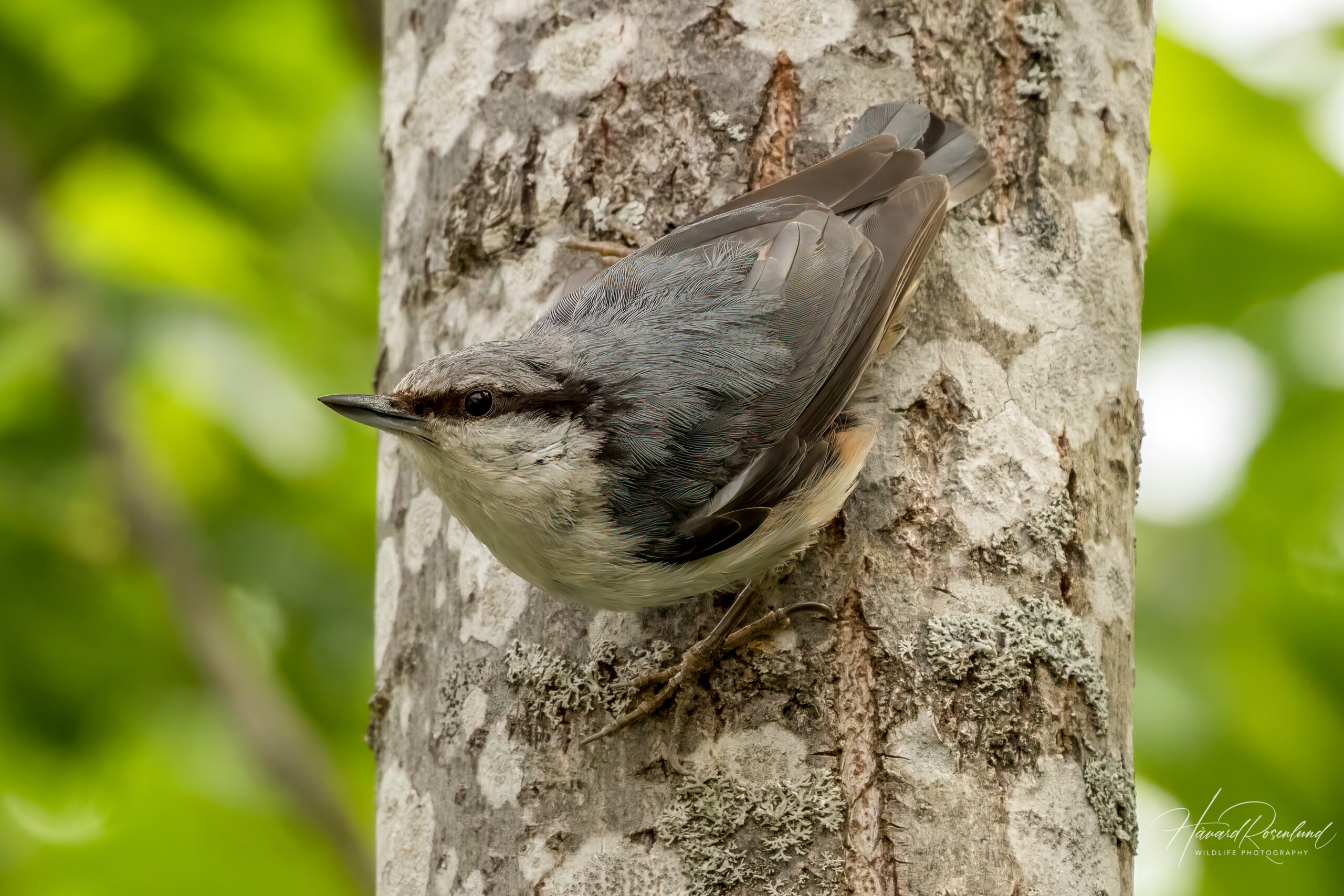 Spettmeis (Sitta europaea) @ Nittedal. Foto: Håvard Rosenlund