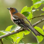 Common Chaffinch (Fringilla coelebs) @ Nittedal, Norway. Photo: Håvard Rosenlund