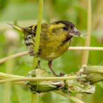 Eurasian Siskin (Spinus spinus) - Male @ Nittedal, Norway. Photo: Håvard Rosenlund