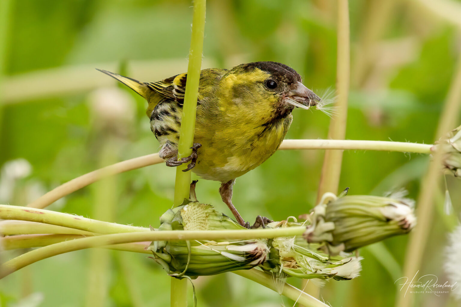 Eurasian Siskin (Spinus spinus) - Male @ Nittedal, Norway. Photo: Håvard Rosenlund
