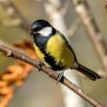 Great Tit (Parus major) @ Nittedal, Norway. Photo: Håvard Rosenlund
