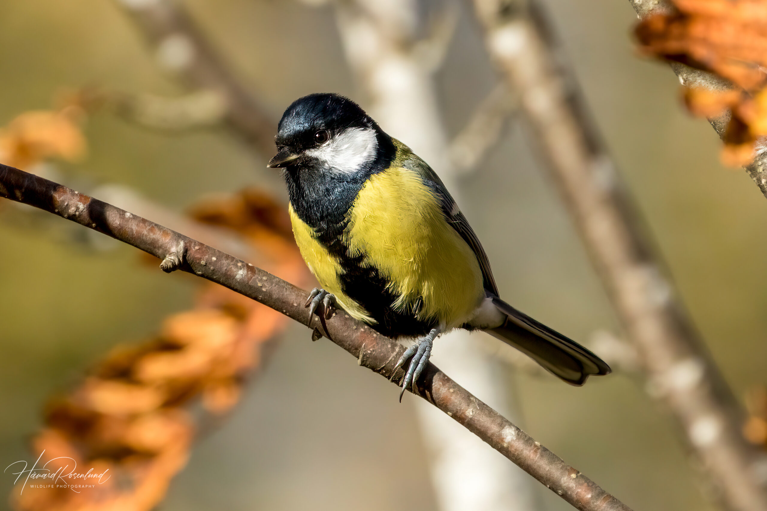 Kjøttmeis (Parus major) @ Nittedal. Foto: Håvard Rosenlund
